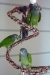 piony 2012
