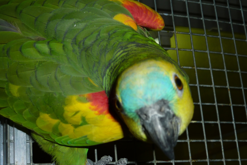 Amazonka niebieskoczelna pochylona w stronę aparatu