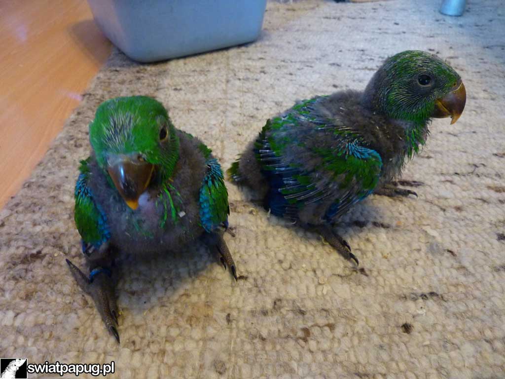 Dwa częściowo opierzone pisklęta lory wielkiej na dywanie