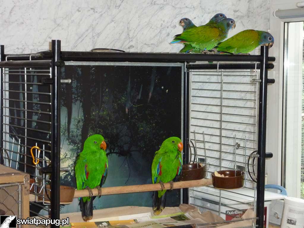 Cztery zielone lory wielkie na klatkach i drewnianej żerdzi