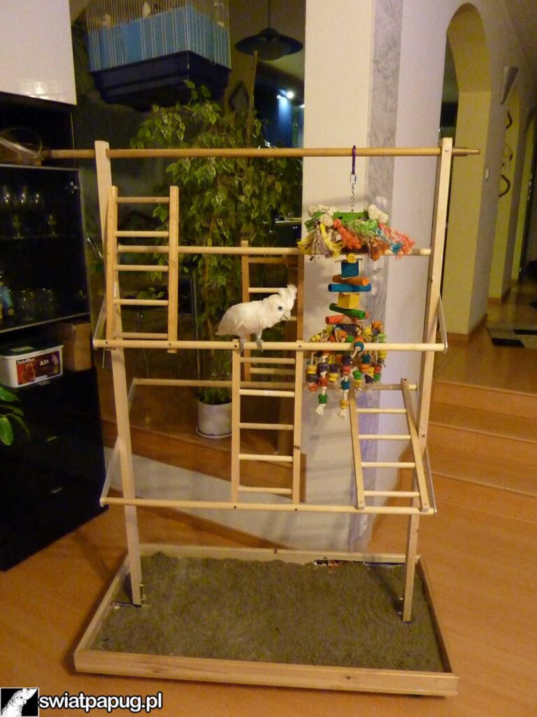 Dwie papugi korzystające z drewnianego stojaka pokojowego