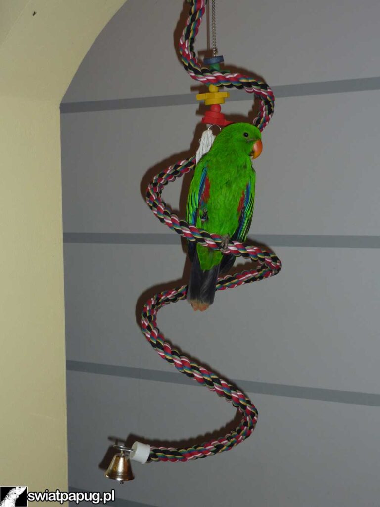 Zielona papuga wspinająca się po spiralnej linie