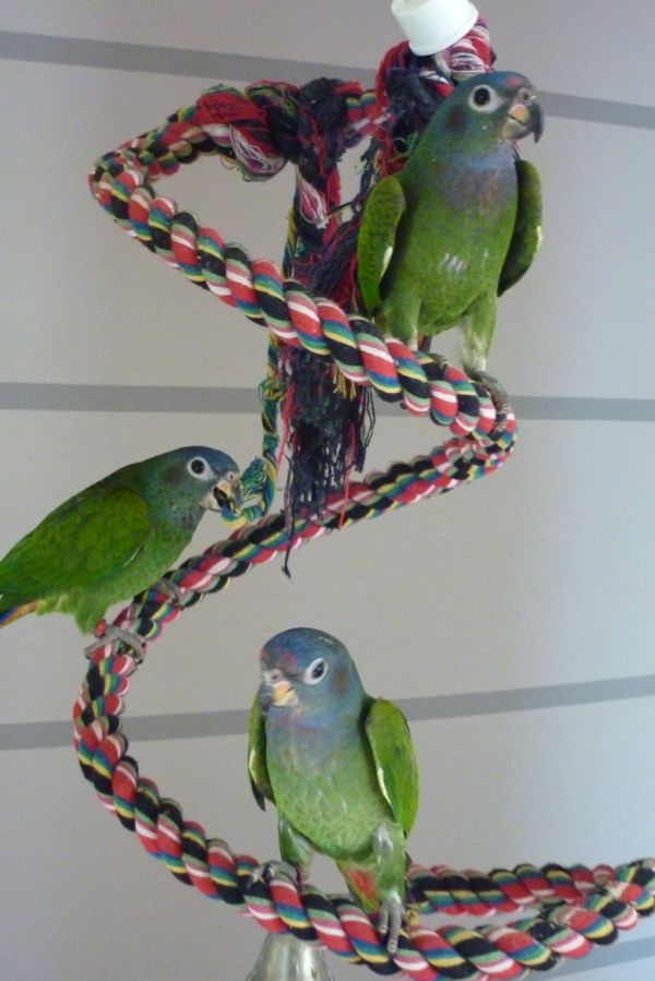 piony 2012